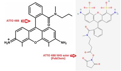 ATTO 488 and 488 NHS-ester structures