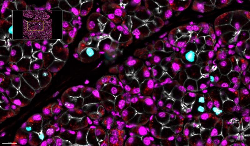 pancreas from mice, P-H3 is shown in turquoise