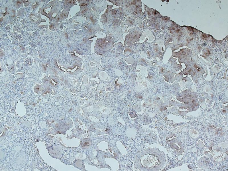 【メーカー包装済】 Anti-Complement 5b-9 Rabbit pAb liquid, Calbiochem® | Sigma ミュージシャン
