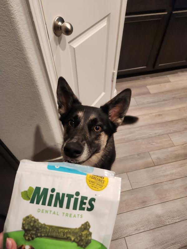 Minties for dogs reviews best sale