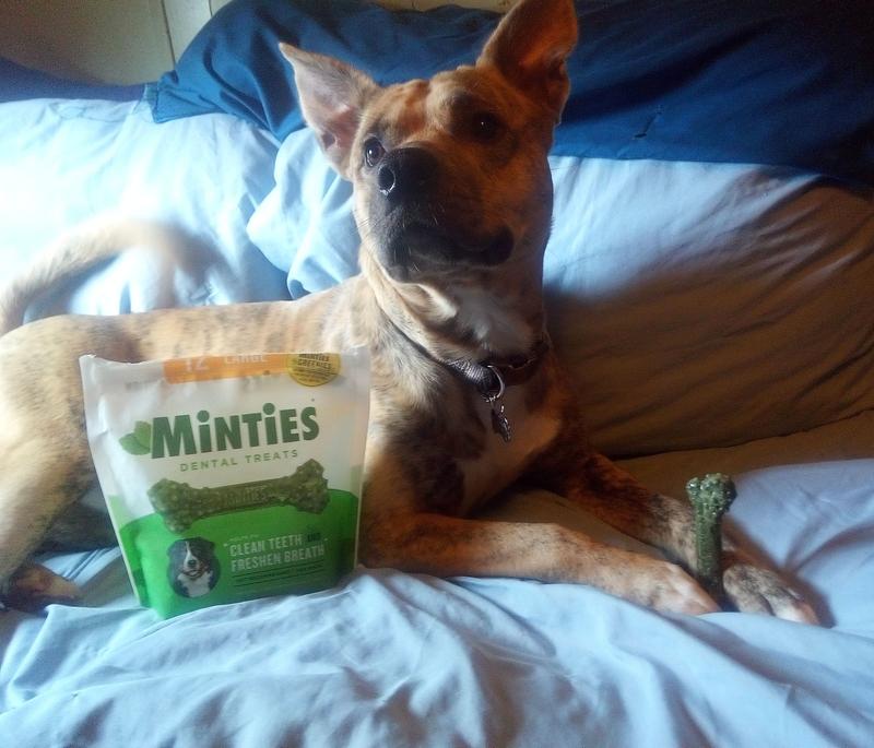 Minties for dogs reviews best sale