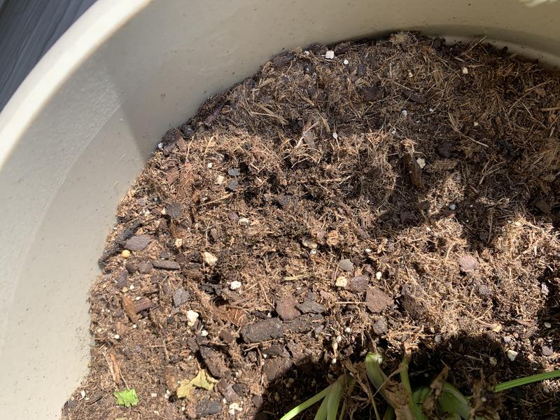 Jacksonville Compost / Potting Soil