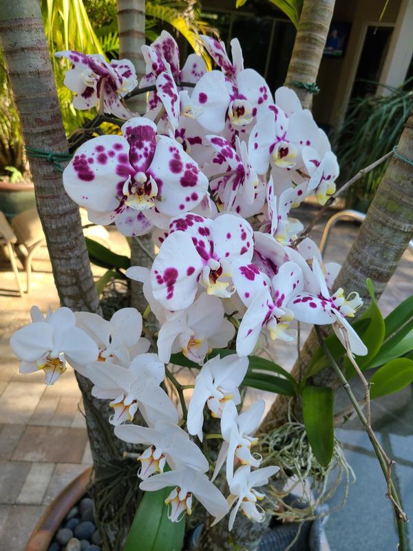 Aazon.co : Iracle Lab Ready To Use Orchid Fertilizer- Special