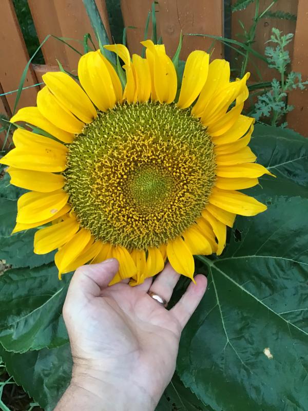 The Flower Girl Florist Stuarts Draft Va Best Flower Site