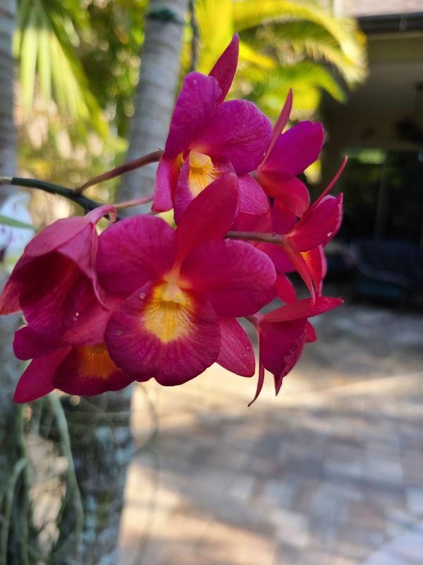 First blooms from this plant.