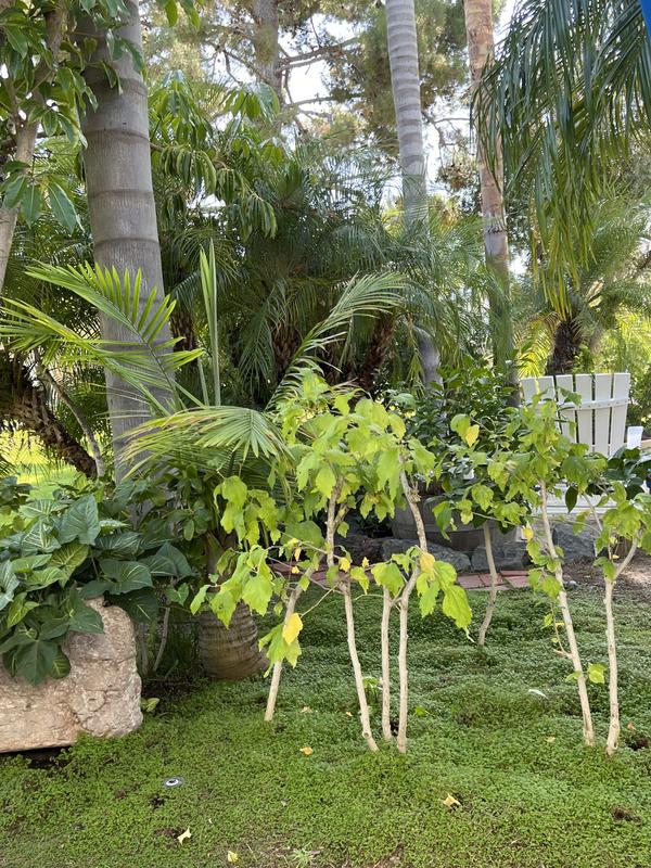 Photo from Bunnie’s Jungle