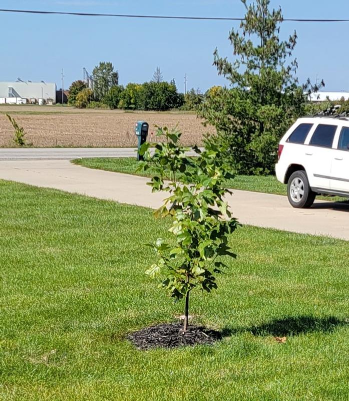 Photo - commentaire 8.