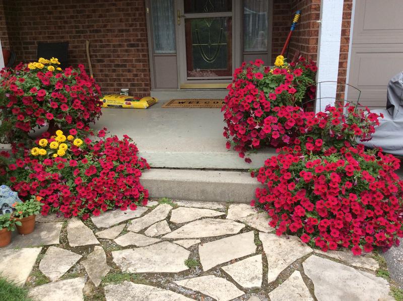 Overflowing with just 2 Wave Petunia plants per urn!
