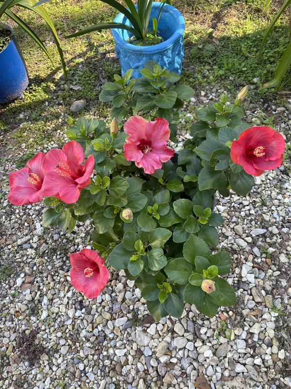 Photo - commentaire&nbsp;2.