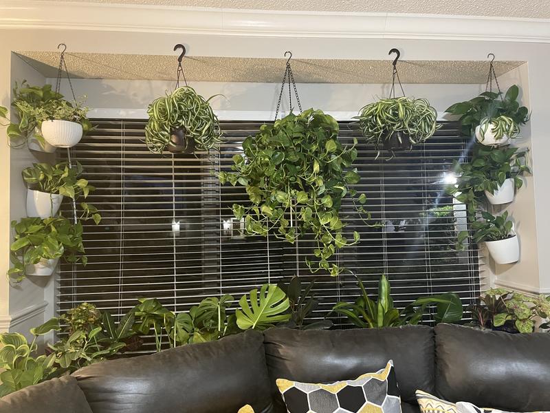 Thriving Plants