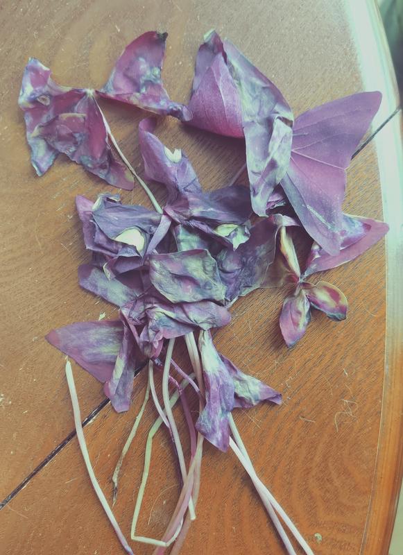 Dead, mottled oxalis leaves