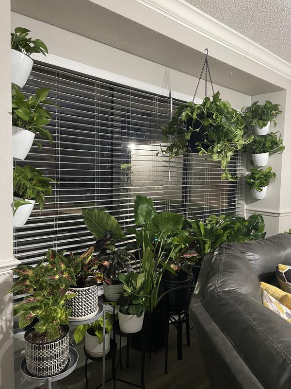 Healthy Plants