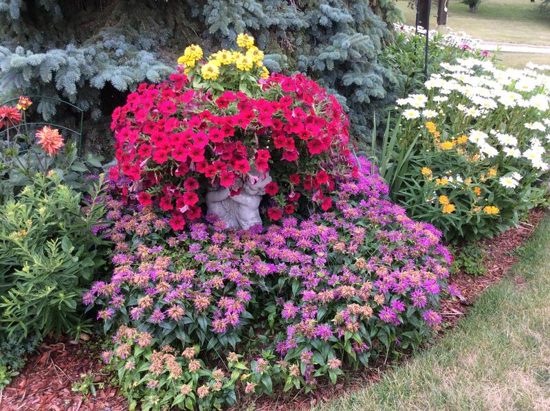 Concrete urn almost lost in the wave petunias