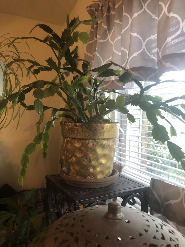 Wow! I have new life!!