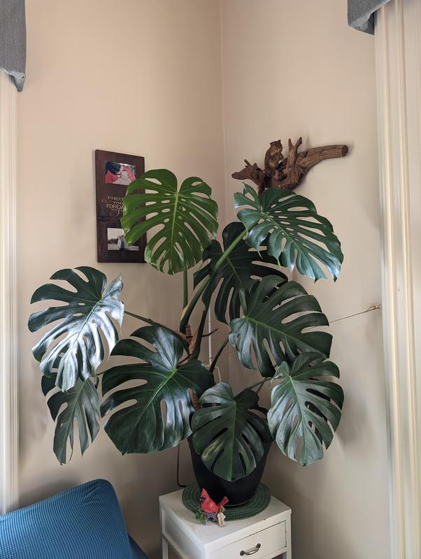 Photo - commentaire&nbsp;1.