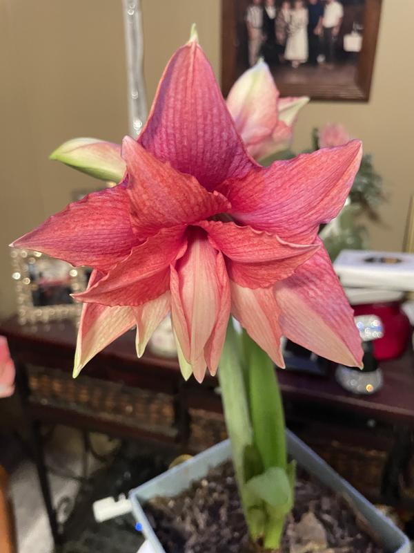 Photo - commentaire&nbsp;1.