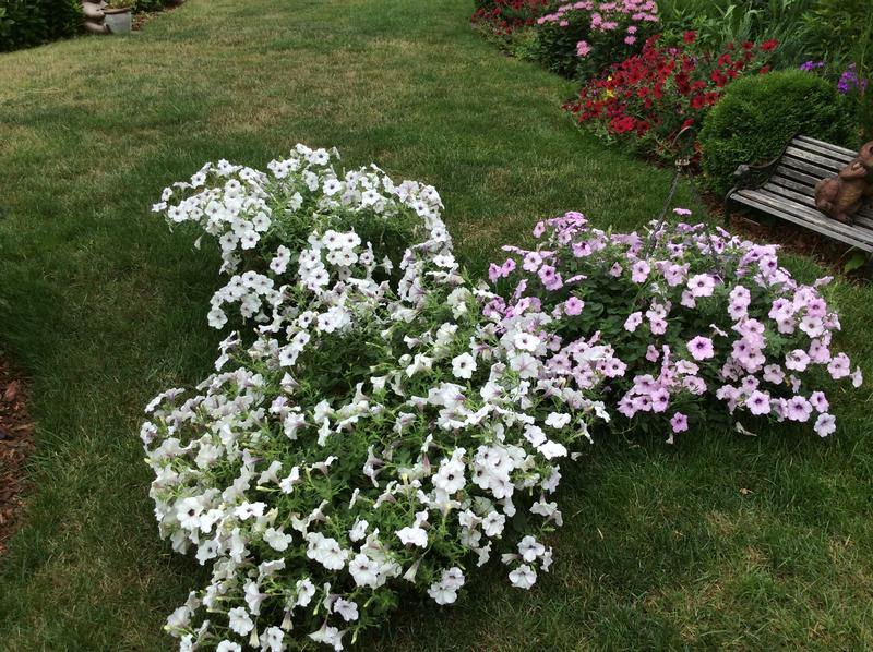 Hanging baskets (16”) down for watering. 2 Tidal Wave petunias each.