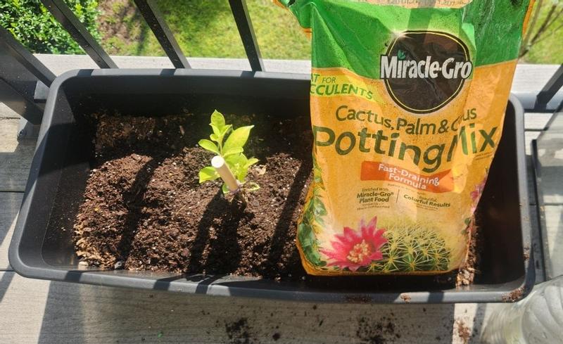 Miracle-Gro 8 qt. Cactus, Palm and Citrus Potting Soil Mix at Tractor ...