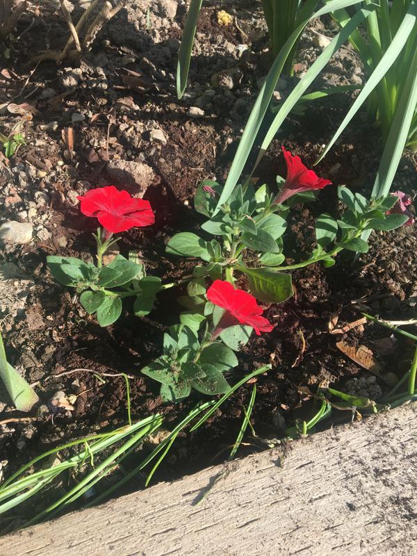 Petunias loved by slugs