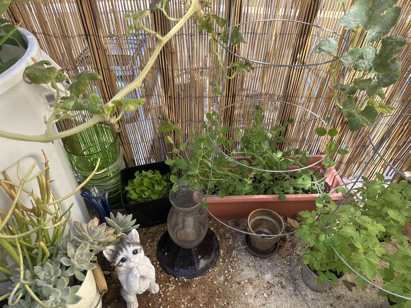 Peas backside long red planter