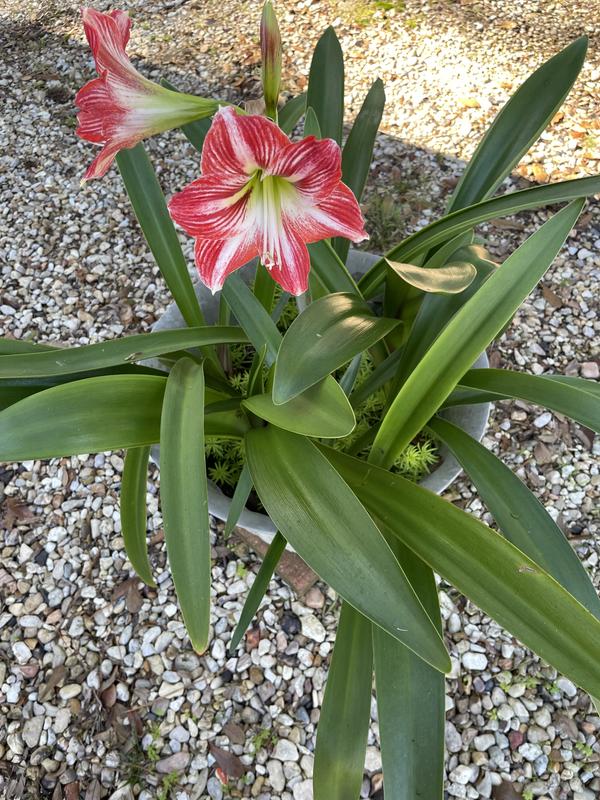 Outdoors 50 plus Amaryllis,  First Lady (Melanie) hibiscus and the Double Amaryllis blooming Jan. 2024