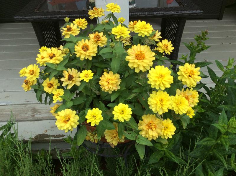 A single dwarf zinnia plant fills the whole pot