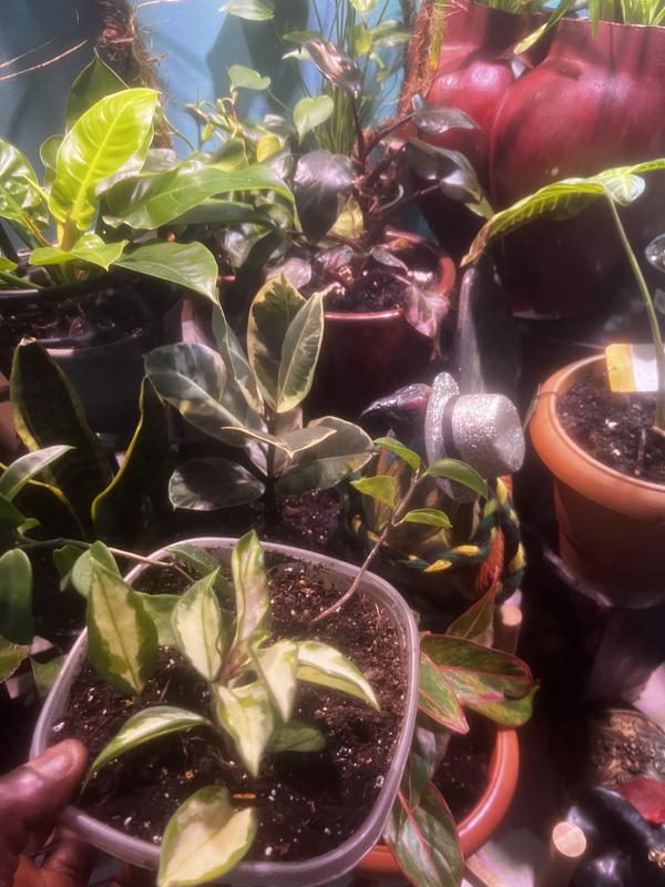 plants