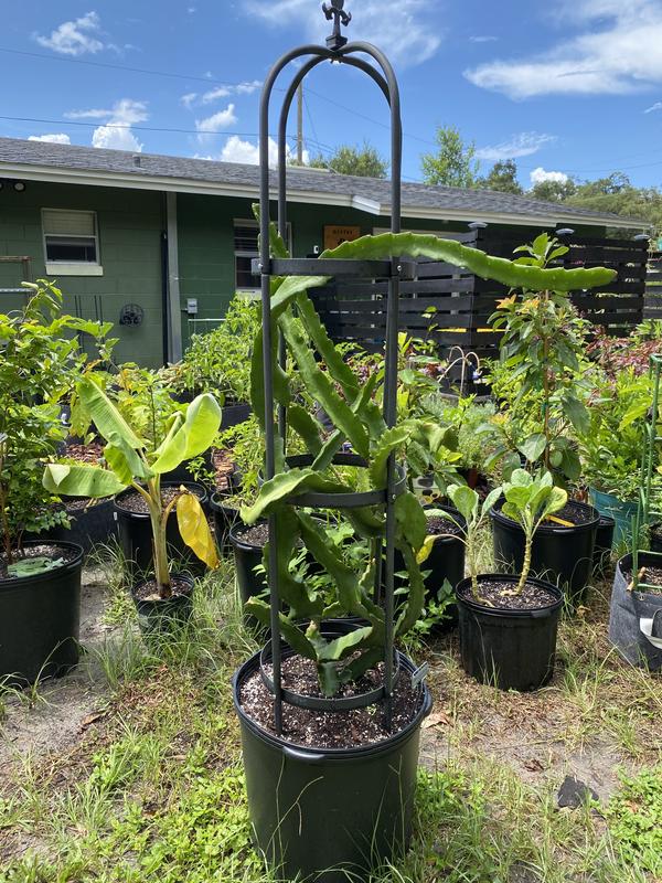 My pot garden