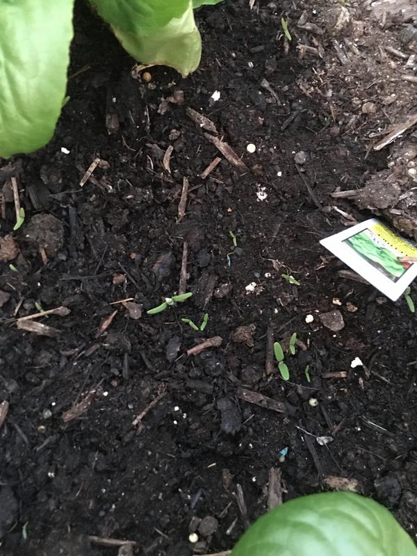 Miracle Gro All Purpose Garden Soil Pound Fry S Food Stores