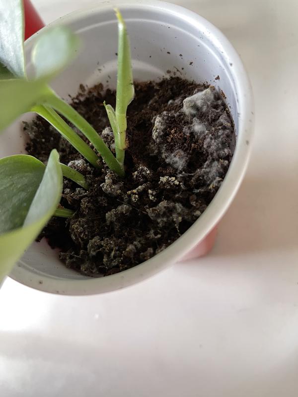 Fuzzy soil tops on all my plants?? I'm using MiracleGro indoor potting mix,sphagnum  peat moss and perlite? Any good soil suggestions!? : r/plant