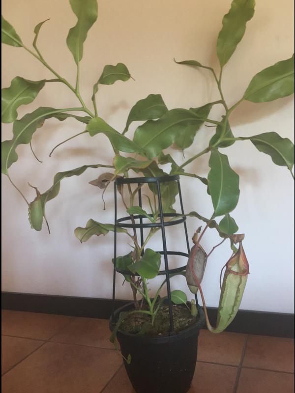 Nepenthes veitchii x (maxima x mira)