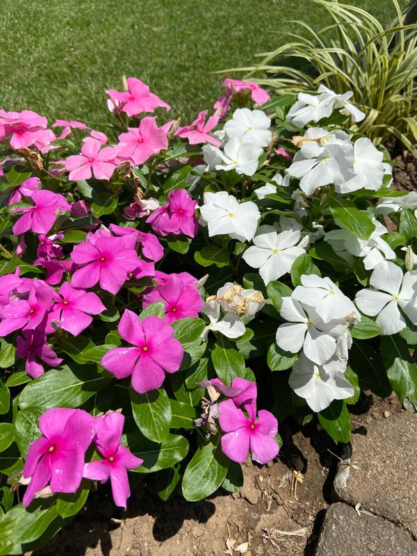 Blooming Vinca