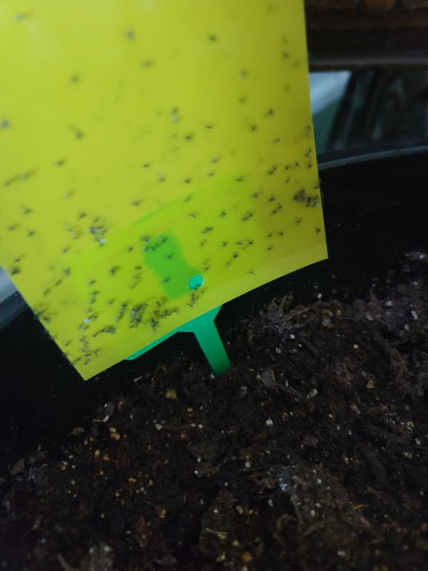 1 hour after putting new sticky traps in my plants.  I have also used hydrogen peroxide and neem oil