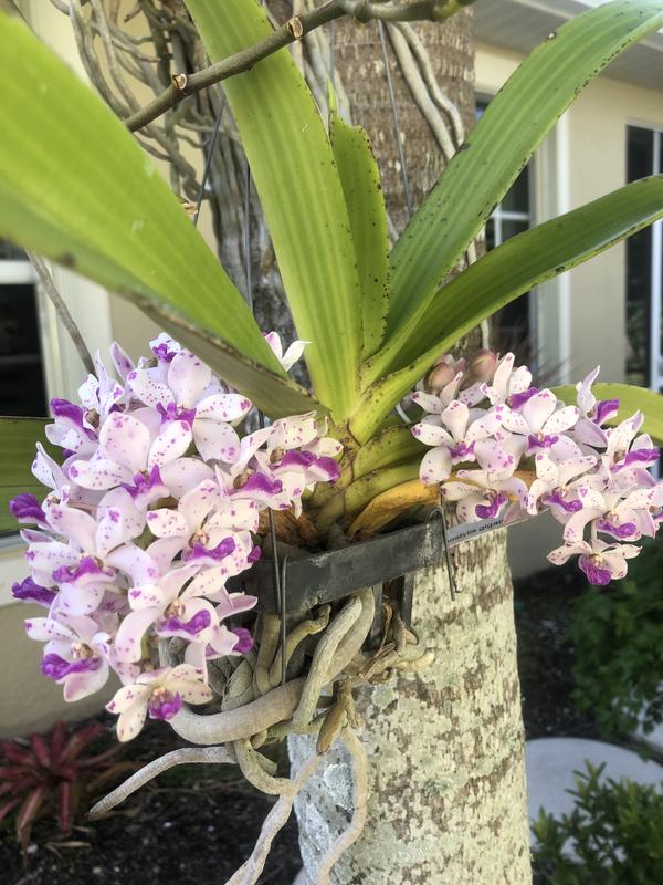Miracle-Gro® Spanish Moss for Orchids & Houseplants, Bob's Garden  Center
