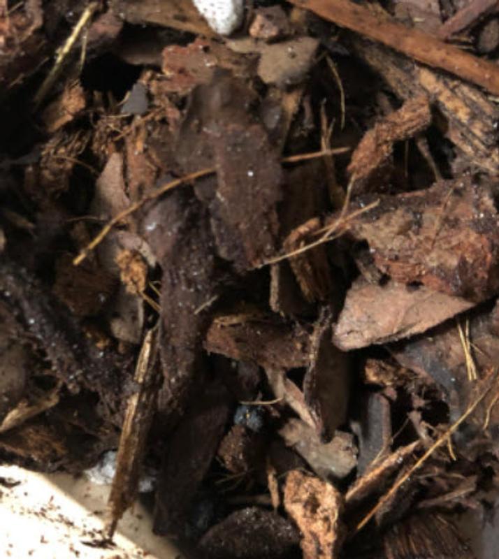 Close-up photo of potting mix.