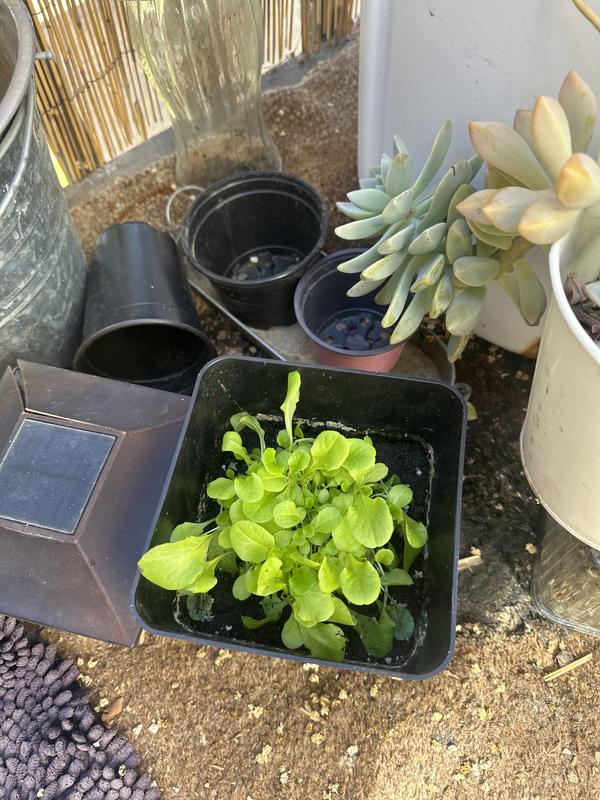 Butter lettuce