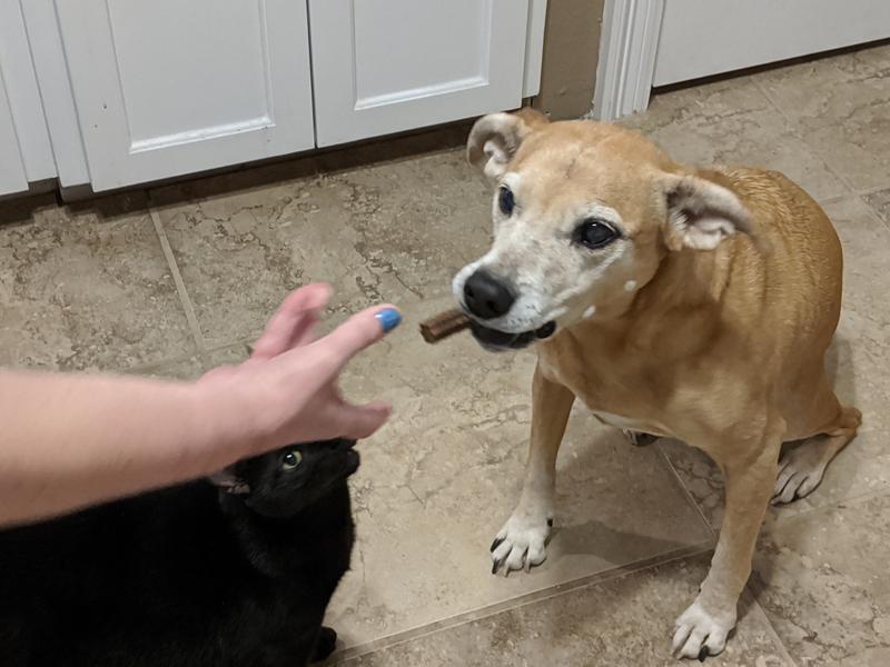 Yummy dental chew, now the cat wants one too