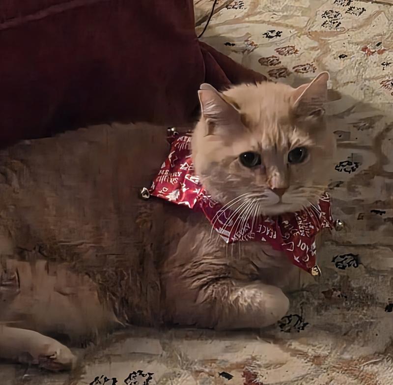 I love my Christmas collar