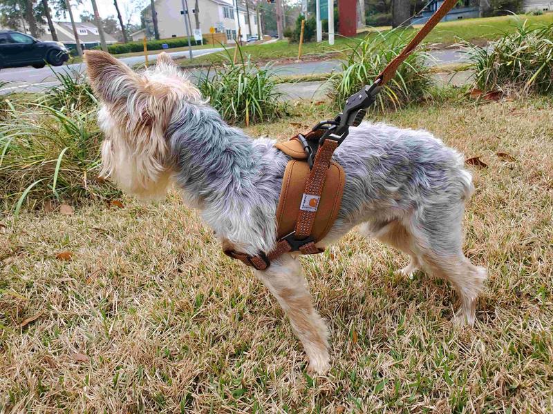 CARHARTT Training Dog Harness, Brown, Small 