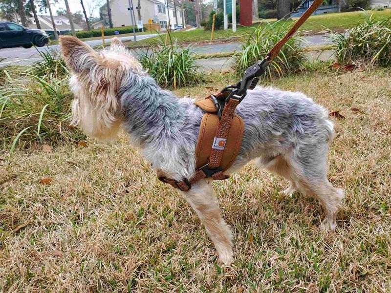 Carhartt store dog harness