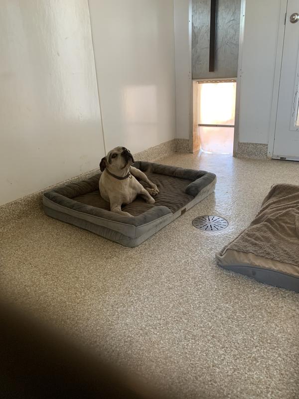 Patty loves her new bed 😍