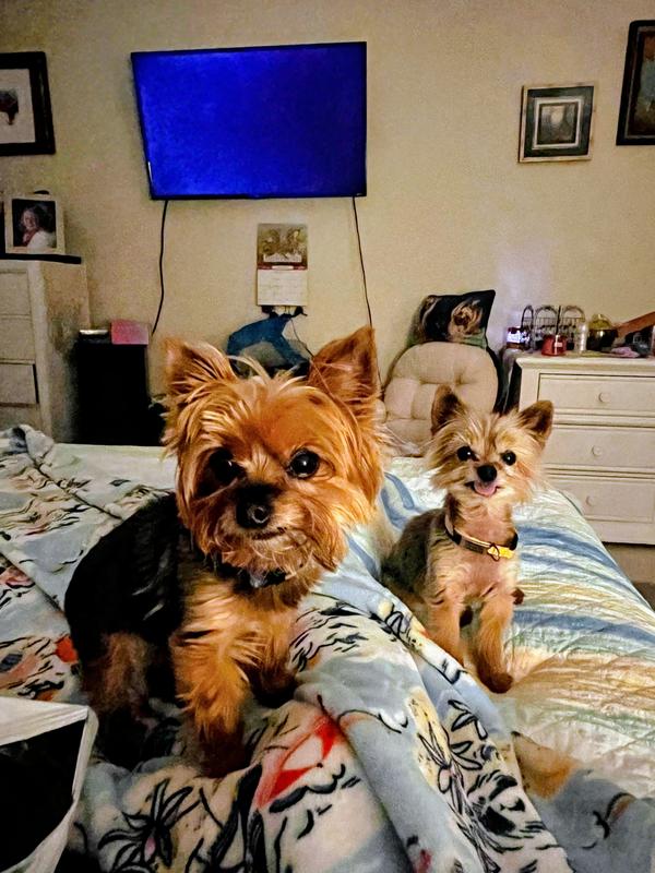 Scarlett and Sassafras waiting for their chews