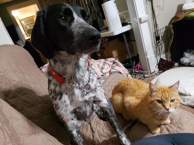 This one shows how the chain hangs so nicely.