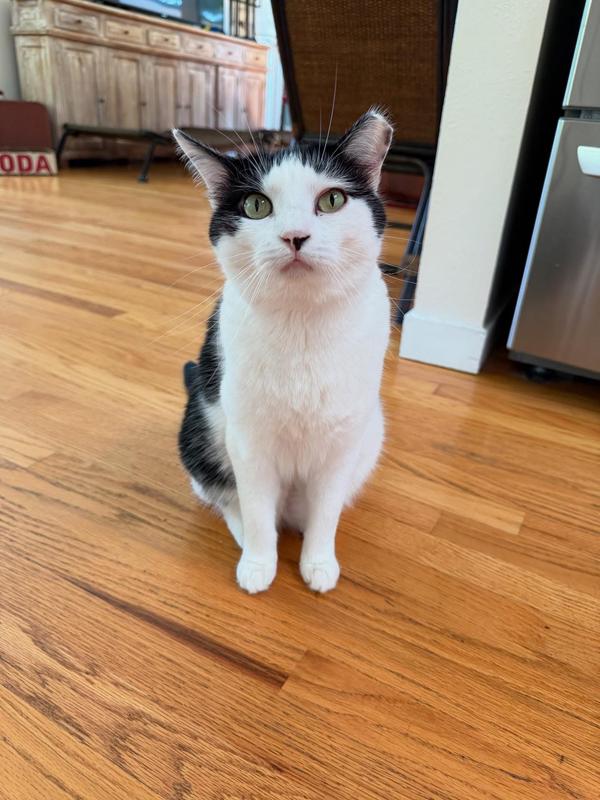 Kitties anxiously awaiting their Koha meal.