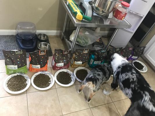 Taste testing - Lamb wins!