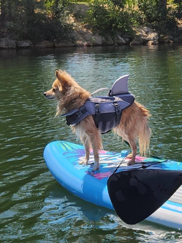 FRISCO Shark Dog Life Jacket, Gray, XSmall