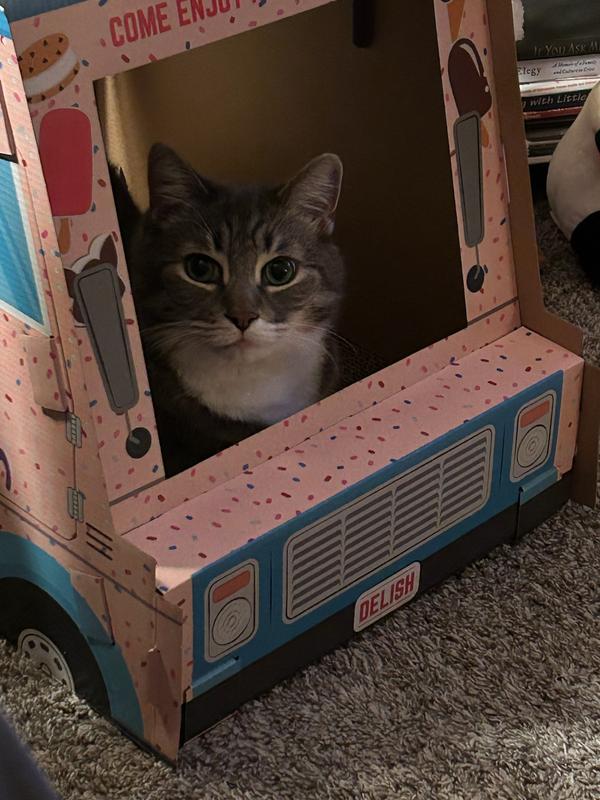 Largest cat, over 20 pounds, finds a way to squeeze his chunky self in the ice cream truck.