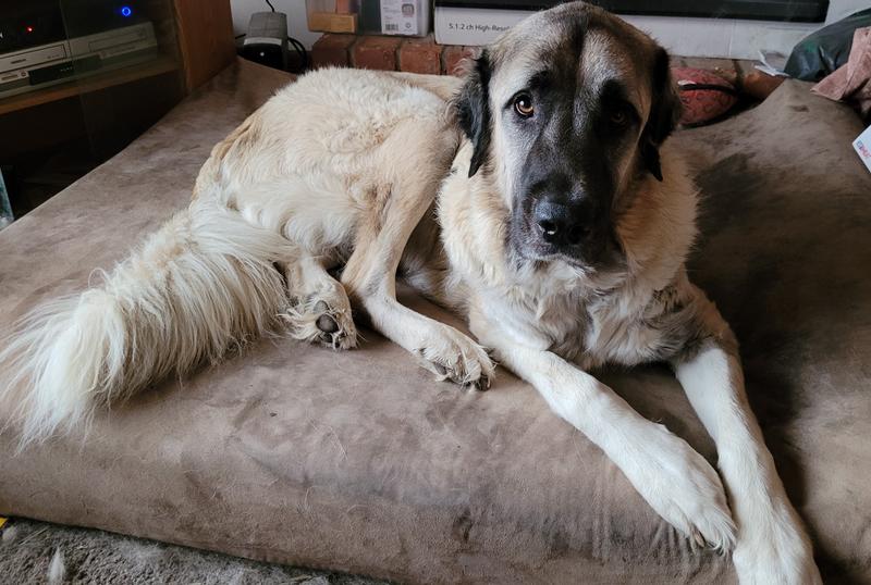 Ben relaxing after cruciate ligament surgery.