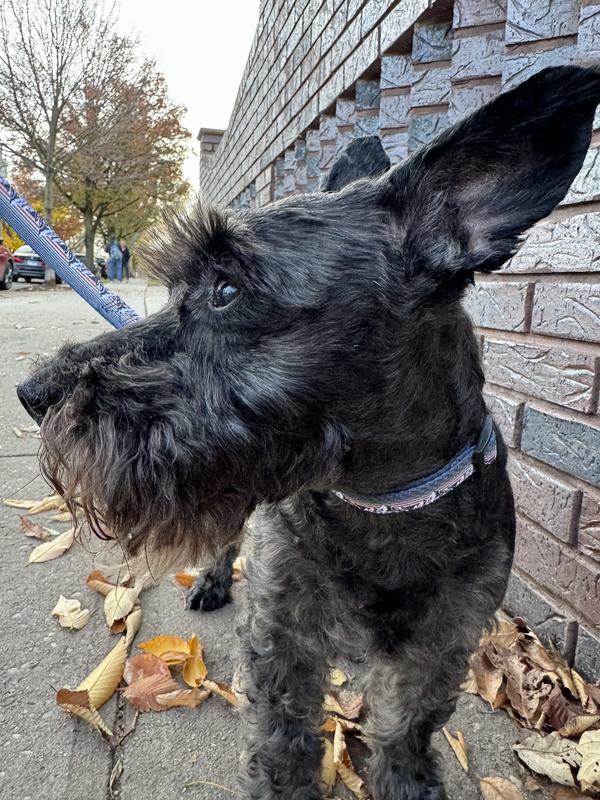 Mini Schnauzer Size Small in Mountain Sunset