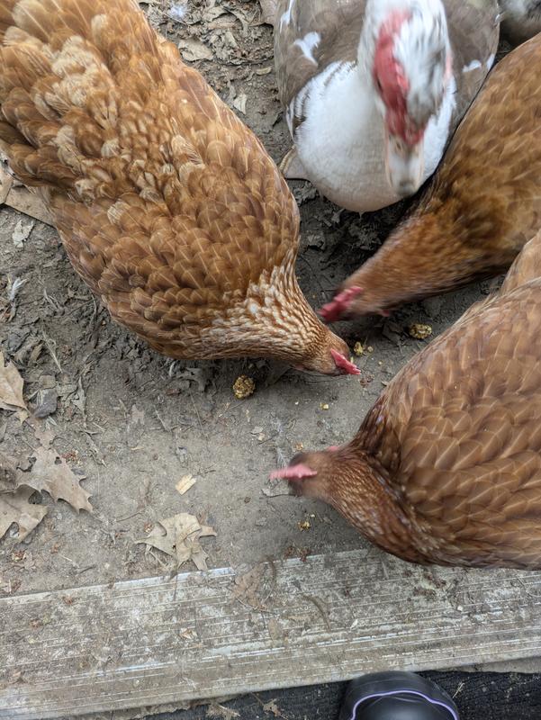 Enjoying their booster berry treat